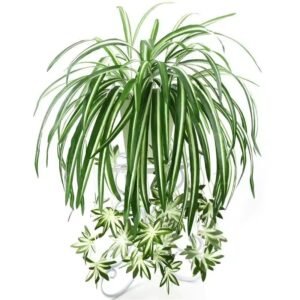 Artificial Chlorophytum