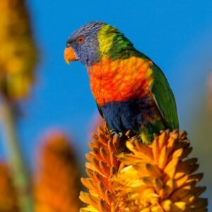 A colorful rainbow lorikeet perched on orange flowers against a clear blue sky.