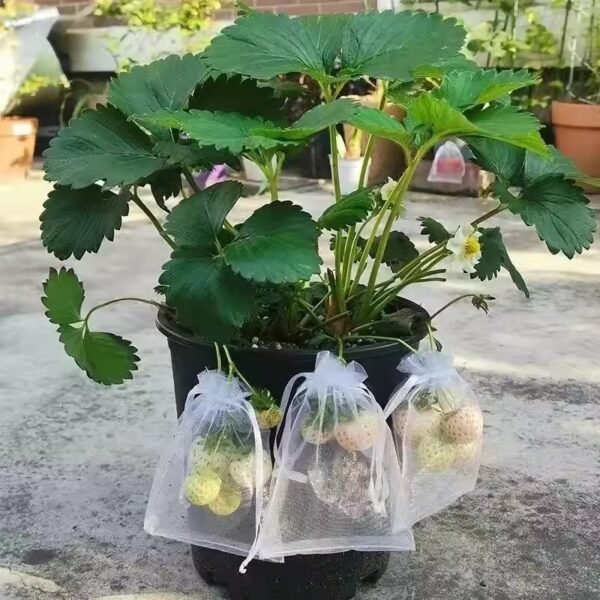 Fruit Protection Bags